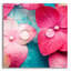 «Pink Flowers 3» par Photoinc Studio, art mural en verre acrylique-101671844