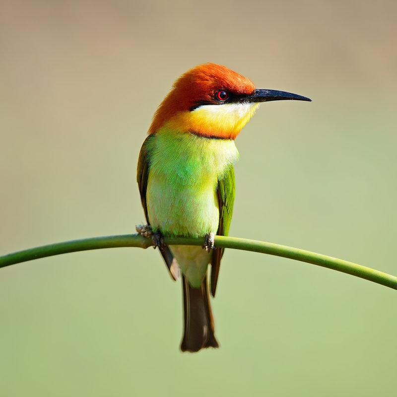 Chestnut-Headed Bee-Eater - Photographie sur toile tendue, L 12 po x H 12 po