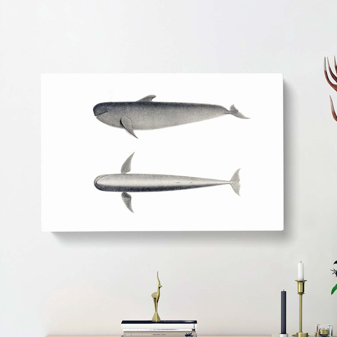 Blackfish Whale by C.M. Scammon - Wrapped Canvas