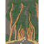 Acorns Print by Deborah Blum-64401444