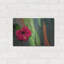 «Hibiscus» par Dennis Frates-154602957