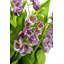 Cora RealTouch Muguet Arrangement-1025018374