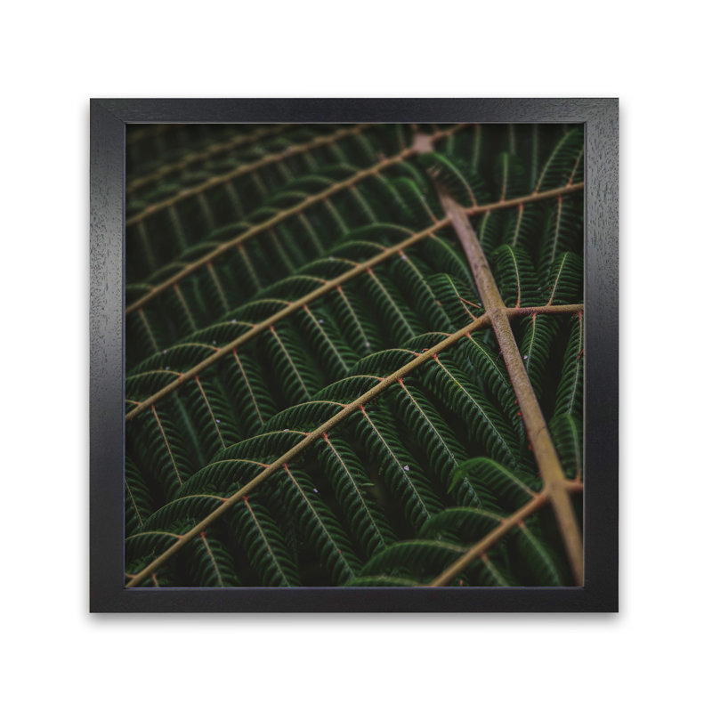 Fern 4 by Nur Mut - Single Picture Frame Print, 30 cm H x 30 cm W, Black