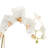 Stiles Orchid Arrangement-1770469600
