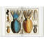 Seba Cabinet Of Natural Curiosities