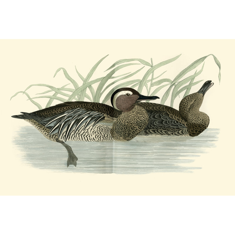 Morris Ducks II by Morris - Wrapped Canvas Print, 30cm H x 46cm W