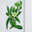 Botanical Flower - ensemble de 4 reproductions de cadres photo simples