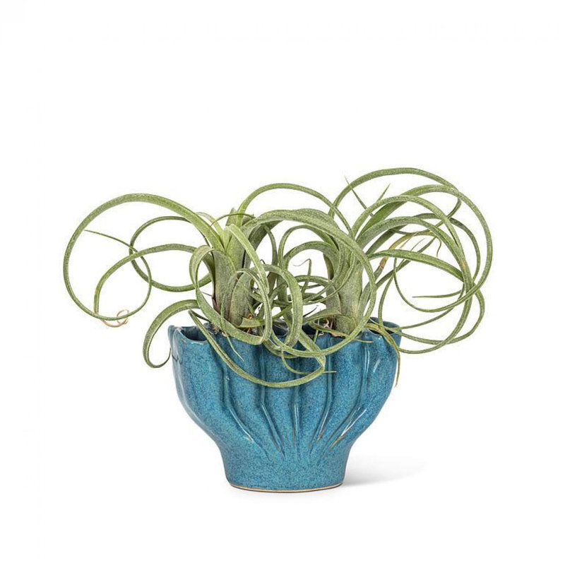 Vase de table en céramique Bovina, H 3 po x l 4 po x P 2,5 po