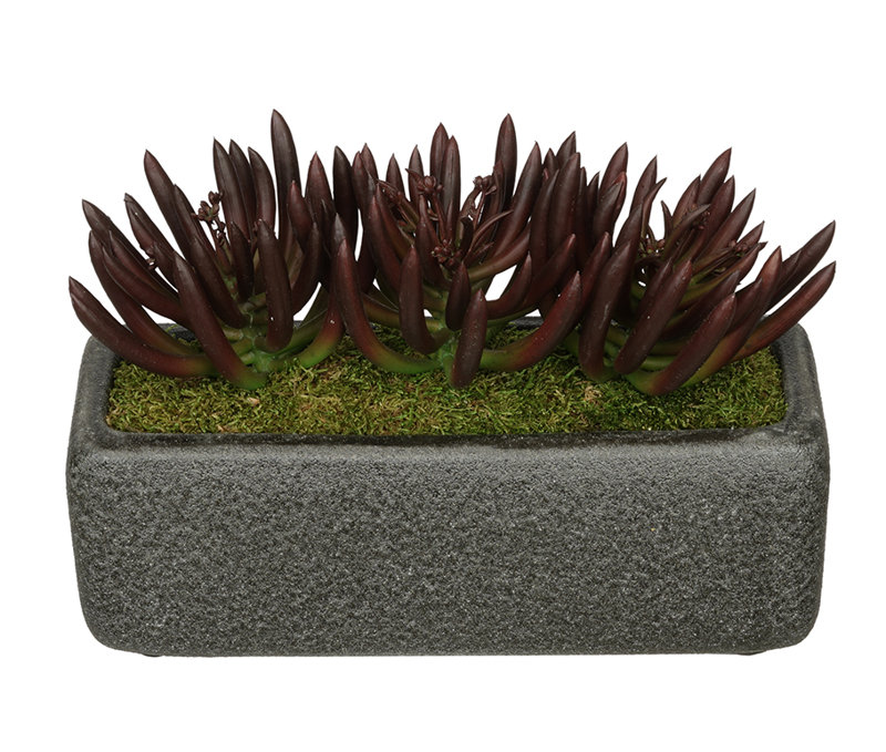 7'' Faux Succulent Plant in Ceramic Vase, Black, Burgandy