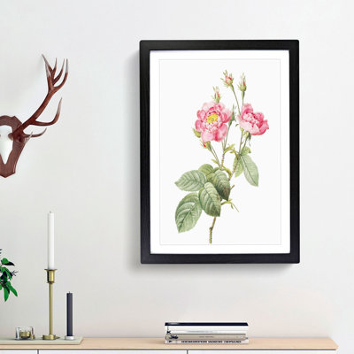 Anemone Rose In Pink by Pierre-Joseph Redoute - Single Picture Frame Painting