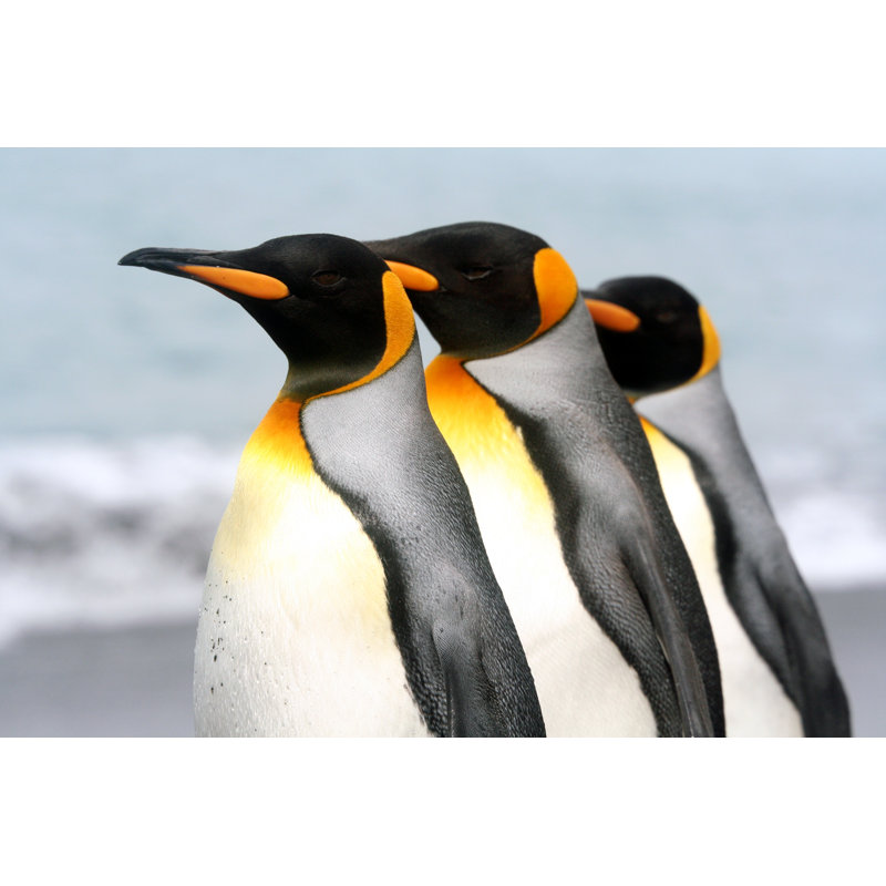 «Poised Penguins» par Savetrev - Photographie sur toile tendue, L 36 po x H 24 po
