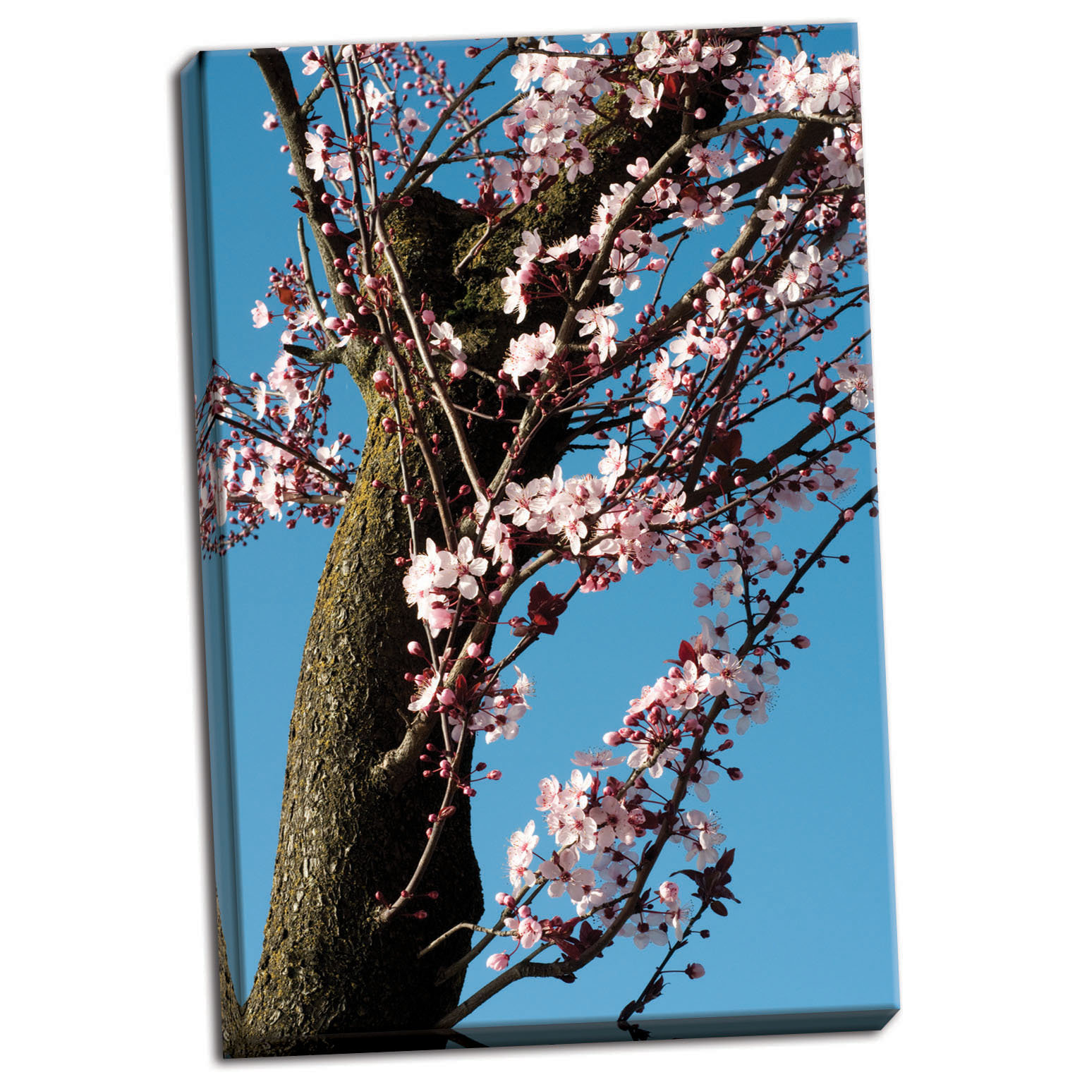 Winston Porter 'Cherry Blossom 3' Photographic Print on Wrapped Canvas ...