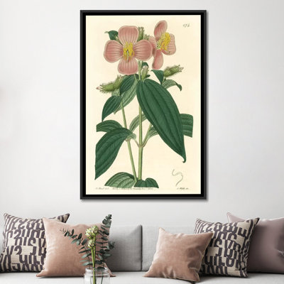 « osbeckia stellata fleur », reproduction d’impression sur toile