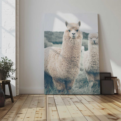 Alpaca Charm Canvas Print