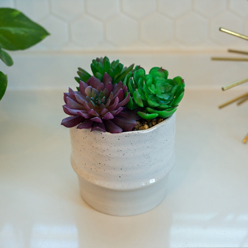 Succulent dans un pot de fleurs, Crème/beige