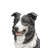 Border Collie Sitting Statue