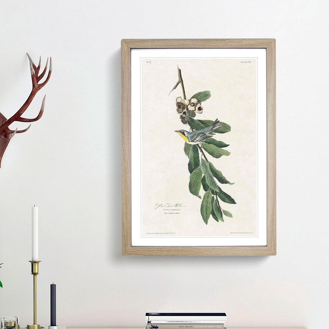 Yellow Throated Warbler by John James Audubon - Picture Frame Painting Print