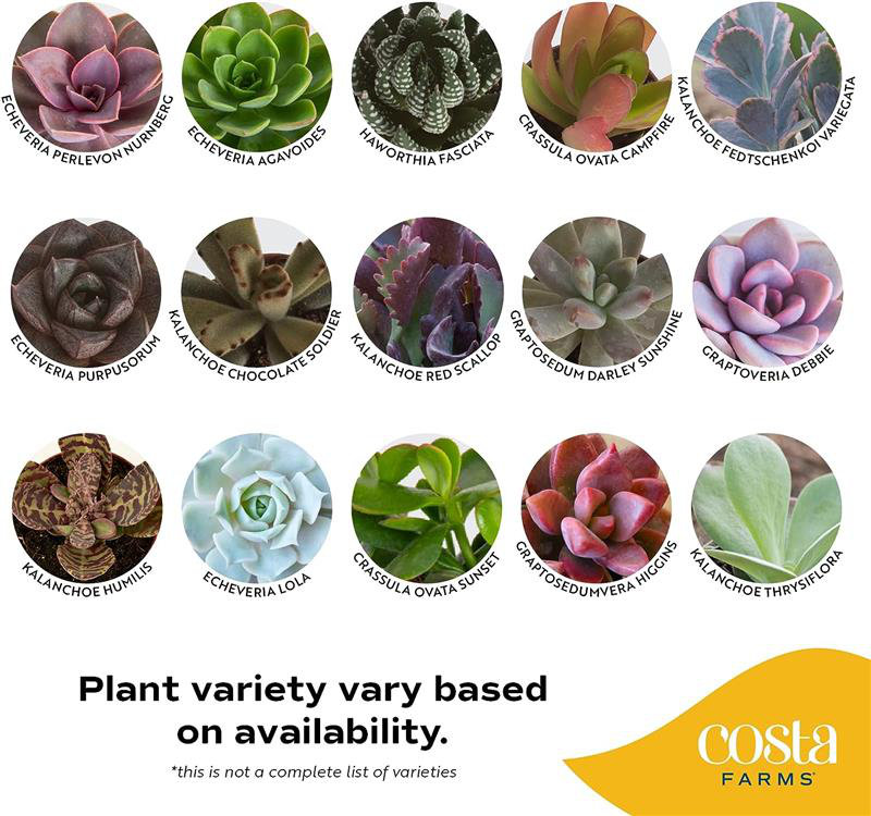 2 Piece Costa Farms Live Succulent Low Maintenance Plant in Planter