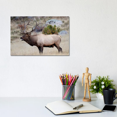 Handsome Bull 1 Piece Wrapped Canvas Wall Art