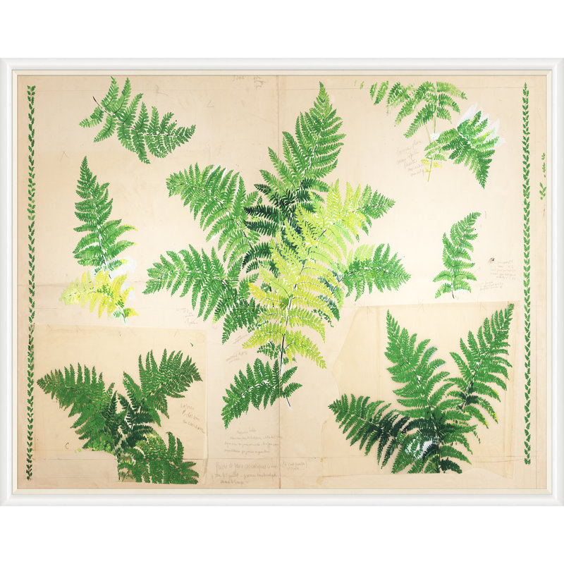Fern Print by Paule Marrot, 43" H x 54" W x 1.25" D, White Framed