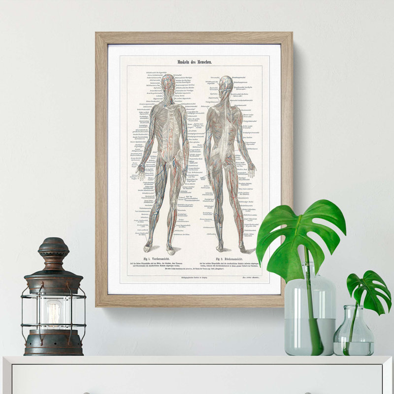 Human Anatomy in German - Picture Frame Drawing Print, Oak Framed, 48cm H x 36cm W x 2cm D