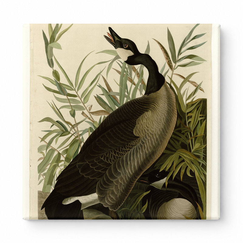 Canada Goose, planche 201 (1827-1838) - art mural carré sur toile, 12" W x 12" H