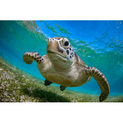 Green Turtle - Wrapped Canvas Print