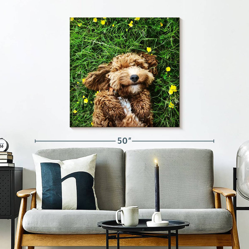 Crowle Happy Cockapoo Dog