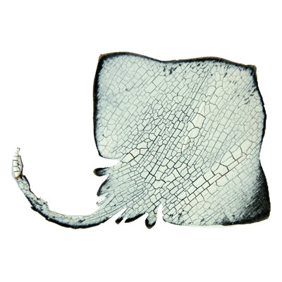 Décoration murale aimant Stingray