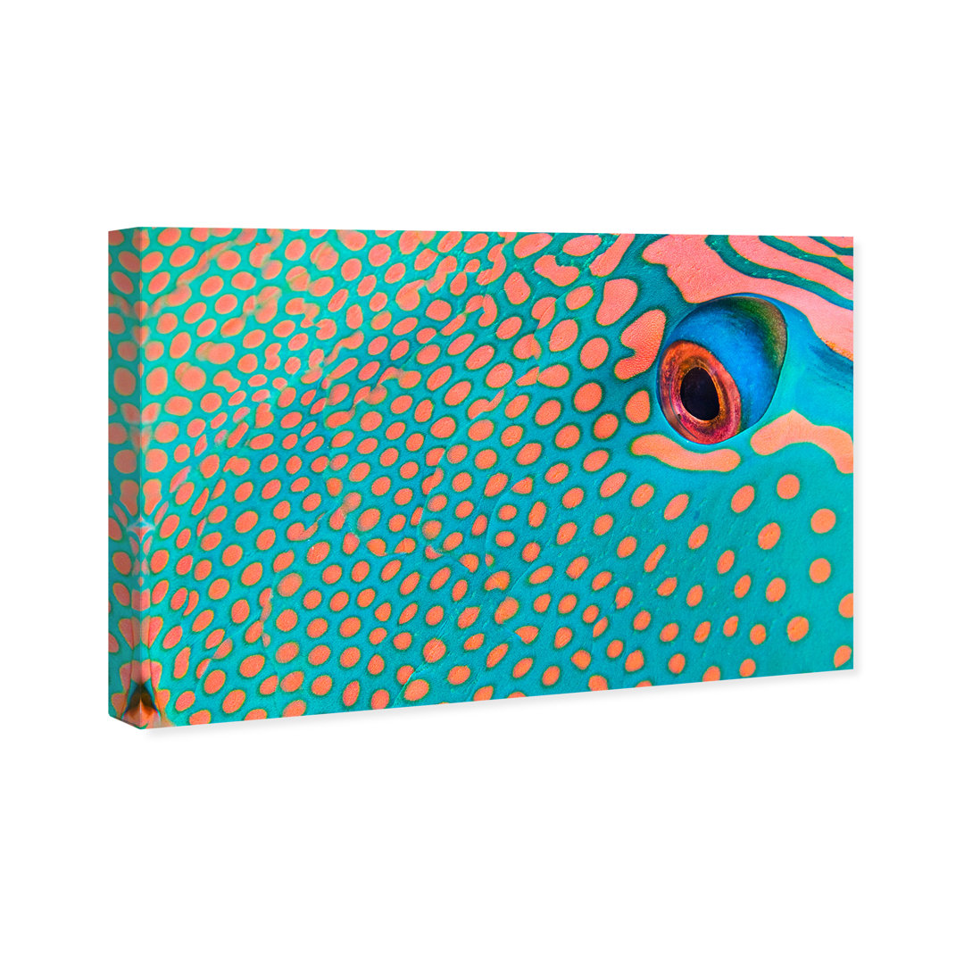 " Bicolor Parrot Fish II " by David Fleetham Latitude Run®