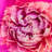 Pink Peony Flower by Taratata - Wrapped Canvas Print-491269488