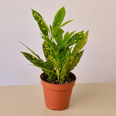 House Plant Shop Live Foliage Plant Low Maintenance Plant Rattan