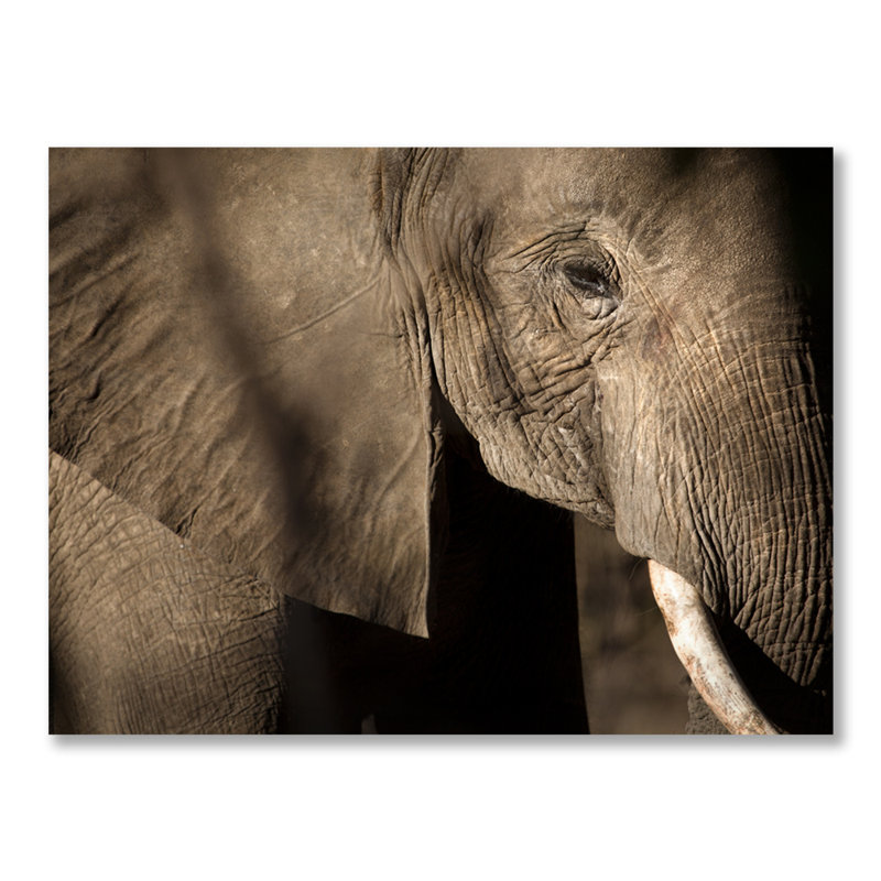 Grand éléphant par Decorumby - photographie, H 40 po x l 60 po x P 1,5 po, Acrylique