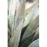 Winter Agave II Print by Alicia Bock