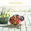 Décorations solaires de jardin