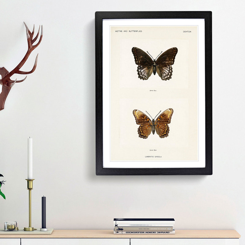 Limenitis Arthemis Butterfly by S.F. Denton - Picture Frame Painting Print, 48cm H x 36cm W x 2cm D, Black Framed