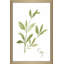 «Herb Sage» par Nan - Peinture-1494528115-1494528123