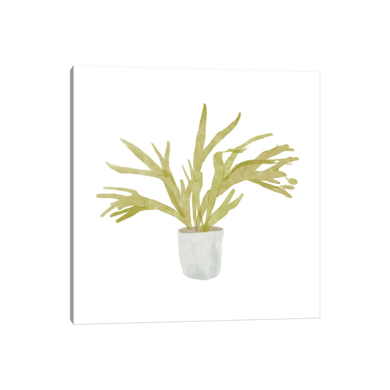 Potted Fern II by Bannarot - Wrapped Canvas Gallery-Wrapped Canvas Giclée, 30.48 cm H x 30.48 cm W