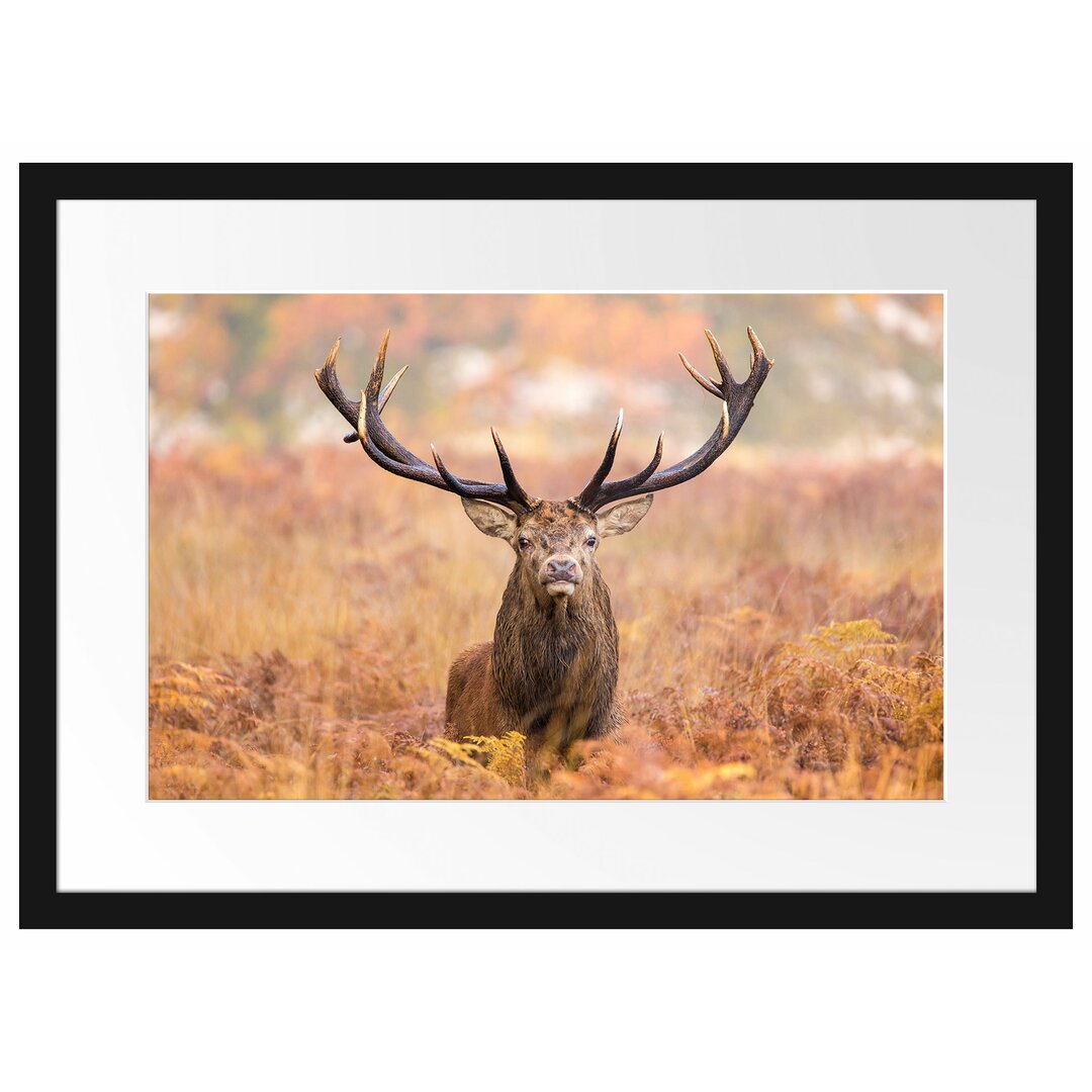 Gerahmter Fotodruck Large Stag in a Field