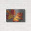 Winston Porter «Tulip Portrait II» par Tim O'Toole, art mural en métal-1284029222