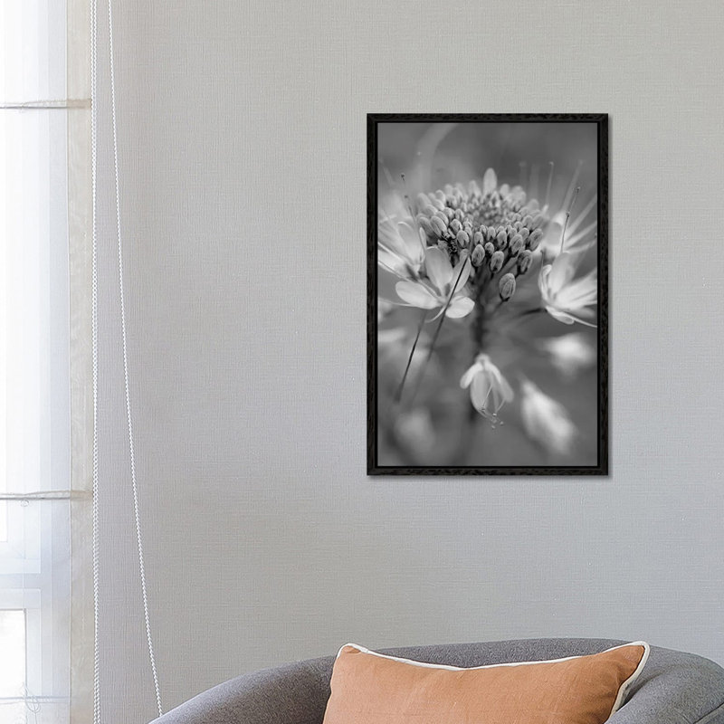 Rocky Mountain Bee Plant flower, Great Sand Dunes National Monument, Colorado 1 Piece Wall Art on Canvas, Black Framed