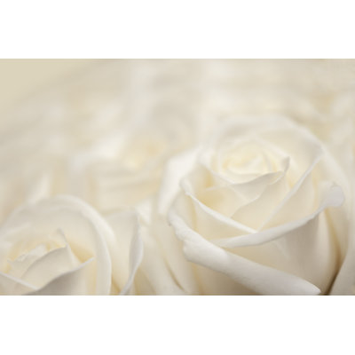 «Blossoming Rose» - Photographie sur toile tendue