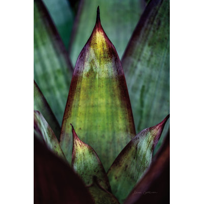 Succulent Detail II by Elise Catterall - Photograph Print