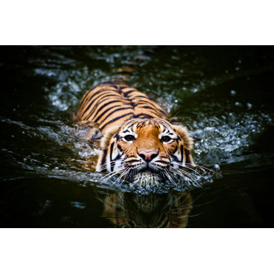 Tigre nageant par Syafiq_3003 - Photographie sur toile tendue