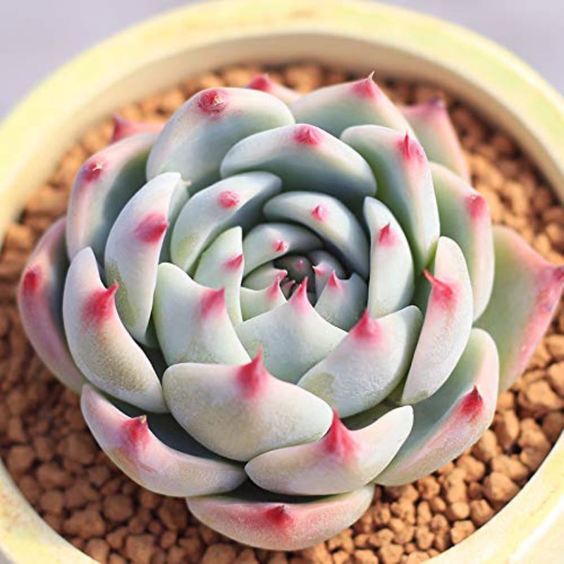 Dakota Fields Live Succulent Plant in Plastic Planter