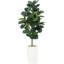 150cm Plant