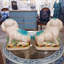 Animals Figurines & Sculptures-1057242399