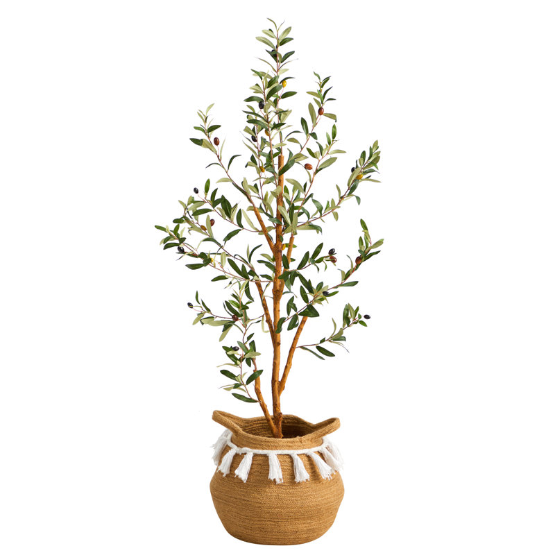 Plante de 42 po