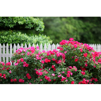 Nature's Beauty par Imagesbybarbara