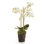 Conservatory Phalaenopsis Drop-in